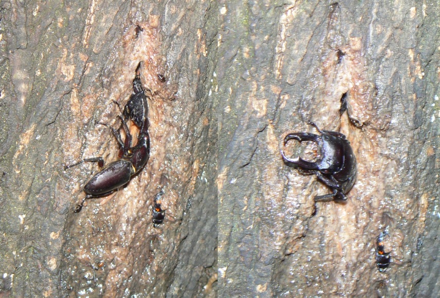 ヤナギ林のその他のヤナギのもう1つの洞_コクワガタのペア_2021年7月7日(梅雨の雨続きの一時的な曇り）_20時10分頃 気温25度